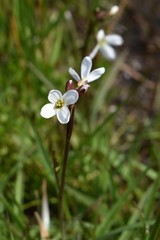 Cardamine penduliflora