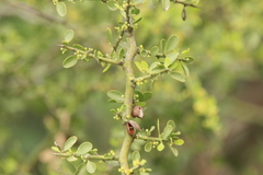 Maytenus spinosa