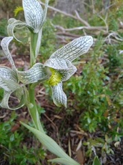 Chloraea magellanica