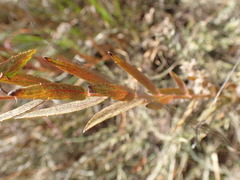 Acalypha caperonioides