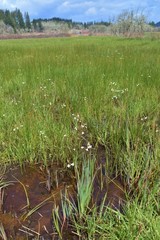 Cardamine penduliflora