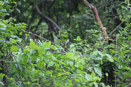 Ruddy-breasted Seedeater (Sporophila minuta), photo 8