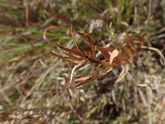Acalypha caperonioides