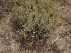 Helichrysum callicomum