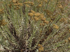 Helichrysum callicomum