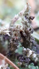 Tremella cladoniae