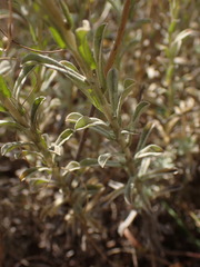 Helichrysum callicomum