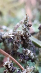 Tremella cladoniae