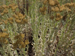 Helichrysum callicomum