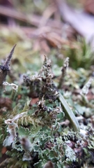 Tremella cladoniae