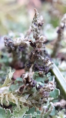 Tremella cladoniae