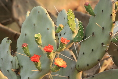 Opuntia quimilo