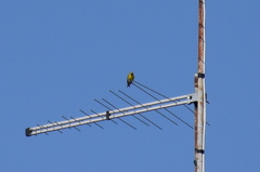 Serinus serinus