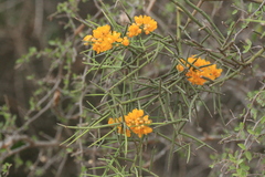 Senna spiniflora