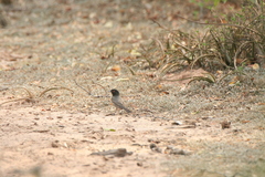 Knipolegus striaticeps