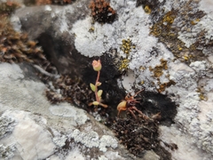 Dysderoidea