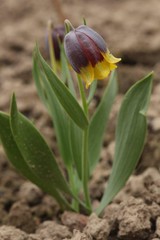 Fritillaria michailovskyi