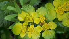 Chrysosplenium alternifolium