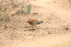 Crypturellus tataupa