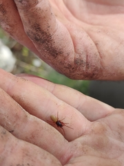 Dysderoidea