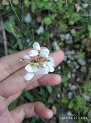 Cardamine