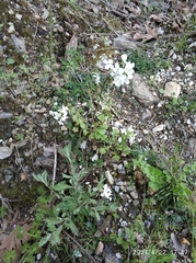 Cardamine