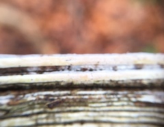 Litschauerella clematidis