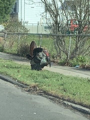 Meleagris gallopavo