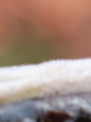 Litschauerella clematidis