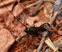 Callichroma holochlorum