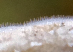 Litschauerella clematidis