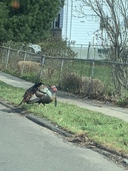 Meleagris gallopavo