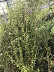 Lippia micromera