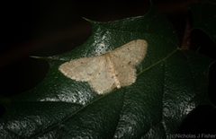 Idaea pilosata