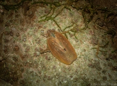 Anabunda murrayfletcheri