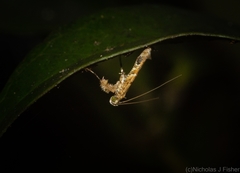Caloptilia plagata