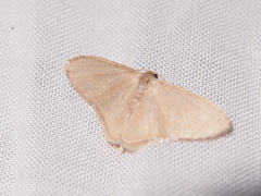 Lophophleps triangularis