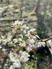 Prunus spinosa