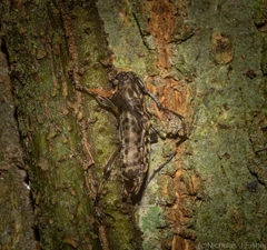 Stenellipsis pantherina