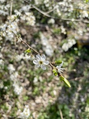 Prunus spinosa