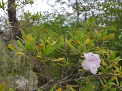 Phyllarthron arenicola