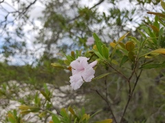 Phyllarthron arenicola