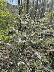 Prunus spinosa