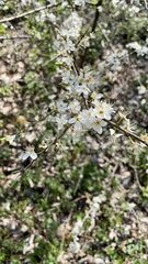 Prunus spinosa