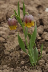 Fritillaria michailovskyi