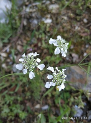 Tordylium