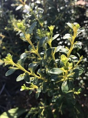 Agathosma crenulata
