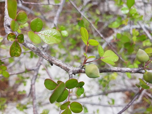 Commiphora image