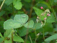 Pseudarthria viscida