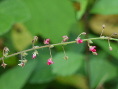 Pseudarthria viscida